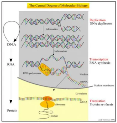 Fig. 1.DNA double helix Structure. Source [11]