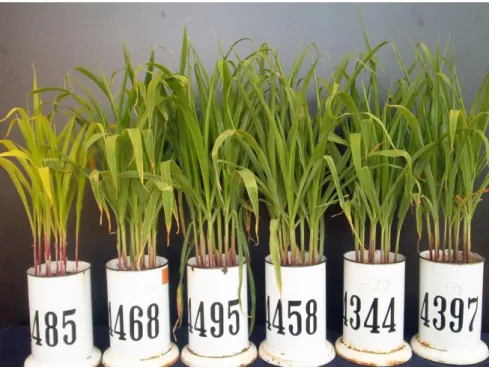 Fig. 2. Cycle 3, Experiment – maize. 