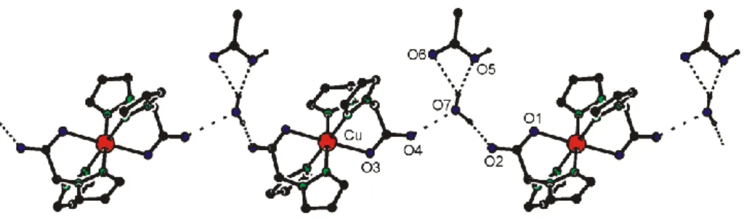 Fig. 2. Pseudo-chains in [Cu(L) 2 ]·(CH 3 COOH)·(H 2 O) 3 formed by the assistance of hydrogen bonding