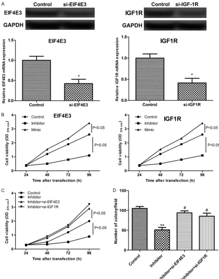 Figure 3. MiR-223 contributes to cell proliferation by targeting EIF4E3 and IGF1R. RECs were transfected with miR-223 inhibitor, mimic, si-EIF4E3 and si-IGF1R