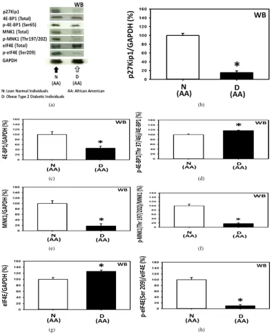 Figure 5. Severe depression—by over 95%—of the expression of p27 in the peripheral blood mononuclear cells (PBMCs) obtained from obese type 2 diabetic African Americans (AAs) was probably caused primarily by 1) the severe depression of the MNK1 upstream mo