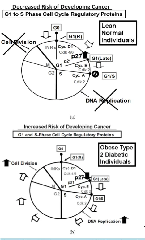 Figure 2. Regarding the results presented in Figure 1, panels a and e present hypothetical diagrams of (Panel a) how the higher levels of the expression of p27 could decrease the risk of devel-oping cancer in lean normal individuals and (Panel e) how the l