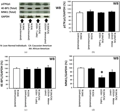 Figure 3. Fractionation of human peripheral blood mononuclear cells (PBMCs) from lean normal donors suggested that all sub-populations of PBMCs, including T (CD3+) cells and monocytes (CD14+), probably expressed approximately the same level of p27 as unfra