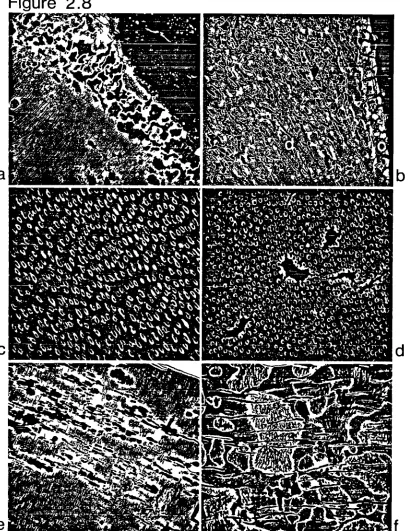 Figure 28a