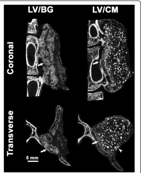 Fig. 5 Representative plain radiographs of rabbit spinal fusion sitesat 8 weeks for LV/BG and LV/CM ceramic composites