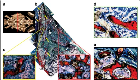 Fig. 7 Representative histological sections of LV/BG composites in the transverse plane.bioactive glass particles