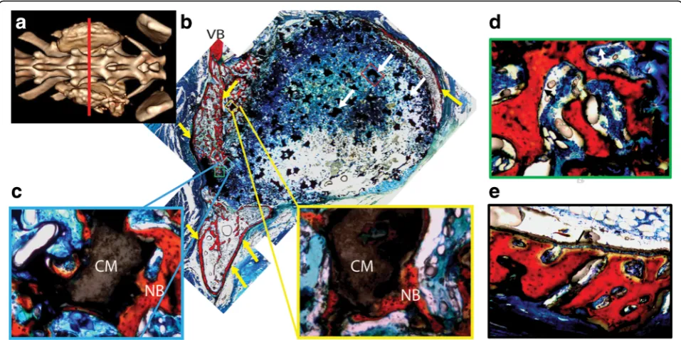 Fig. 8 Representative histological sections of LV/CM composites in the transverse plane.showing new bone formation on the surface of the CM particles