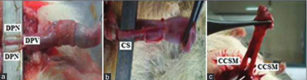 Figure 1: Anatomy of rat penile tissue and isolation of corpus cavernosum smooth muscle (CCSM)