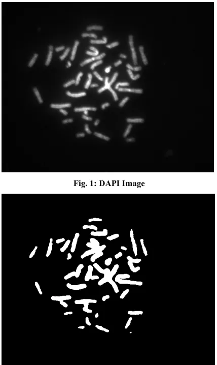 Fig. 1: DAPI Image 