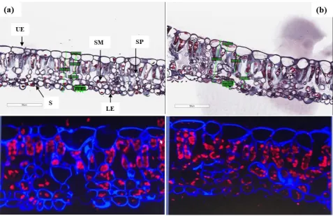 Figure 1. Cross sectional view (90 µm) of internal (anatomical) leaf structures of red maple trees 