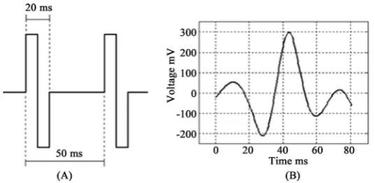 Figure 1. Typical calcium-activated chloride current (ICl(Ca)) and calcium-activated potassium current (IK(Ca)) from Usui’s model