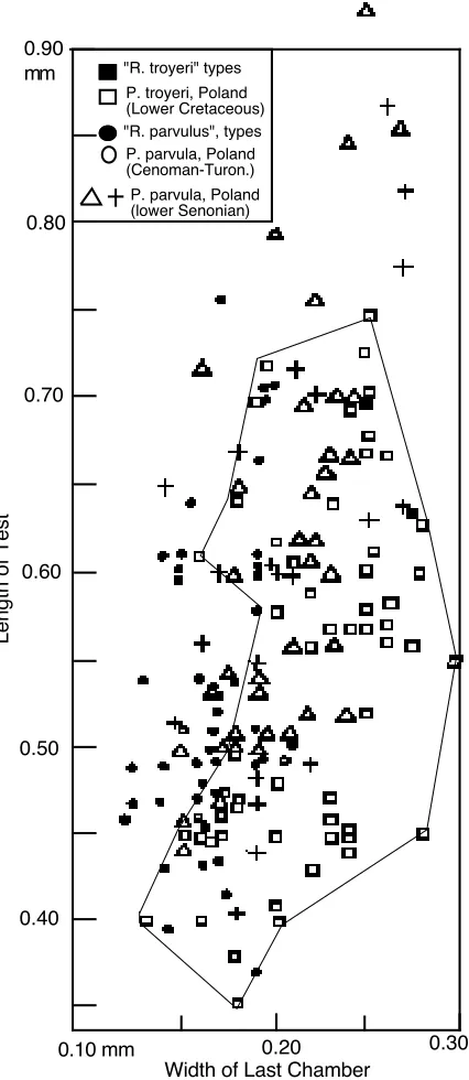 Figure 4. Scherochorella minuta (Tappan) from the Cushman 