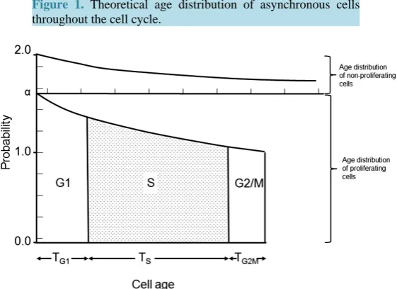 Figure 1. Theoretical age distribution of asynchronous cells throughout the cell cycle
