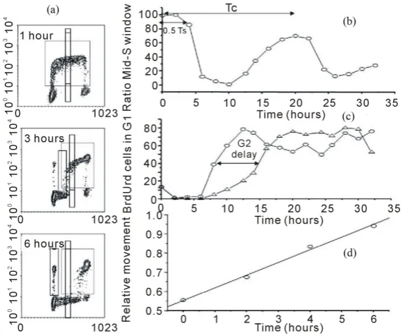 Figure 6. Different methods of analysis to calculate cell kinetic parameters from BrdUrd/DNA profiles
