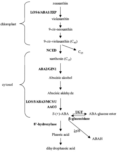 Figure 1.02 ABA Biosynthetic and Metabolic Pathway 