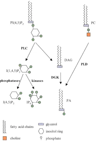 Figure 1.03 Production of Phospholipid Signalling Molecules 