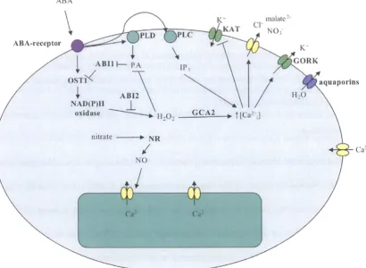 Figure 1.04 Signal Transduction Pathways in the Stomata 