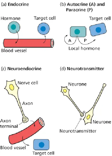 Figure 1.1: Mechanisms of hormone and neurotransmitter action.[2] Used with permission from Wiley-