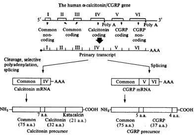 Figure 1.5: Summary of the mRNA transcripts generated from alternate splicing of the CT/CGRP (CALCA) 