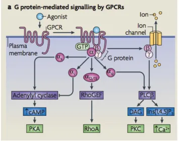 Figure 1.12: Classical GCPR G protein α-subunit signalling pathways.[117] Used with permission from Nature Publishing Group