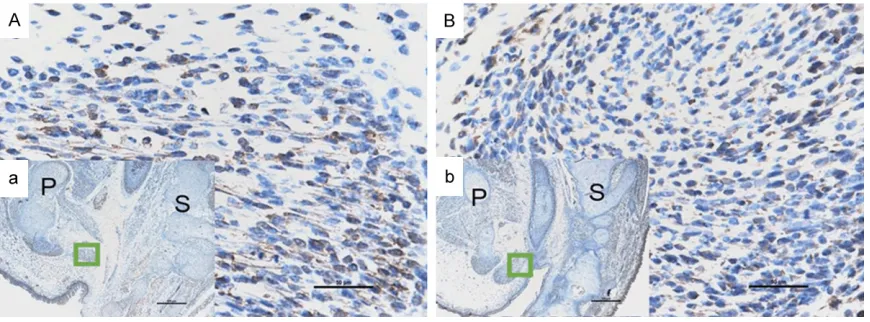 Figure 1. Immunohistochemical staining of BMP4 on E17. (A and a) Represent the normal group; On E17, sporadic BMP4 positive stained cells were detected in the SMC