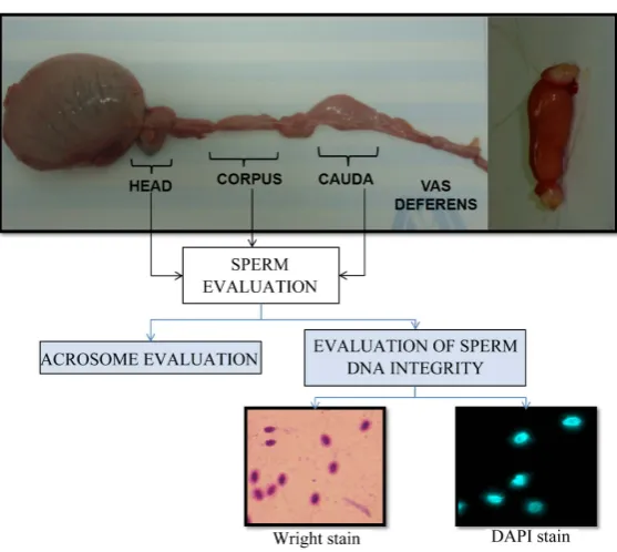 Figure 1. Azteca breed horse testicle and epididymide showing sperm DNA fragmentation analysis using Wright stain and DAPI stain