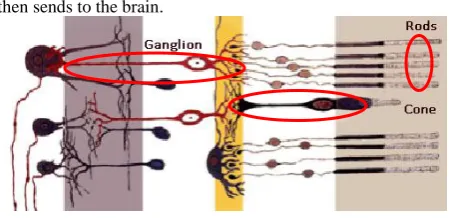 Figure 2: Retinal Cells 