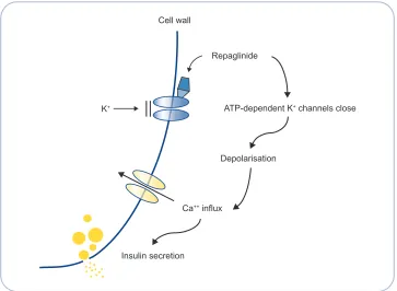 Figure 1 Mode of action of repaglinide.  Adapted with permission from wolffenbuttel BH
