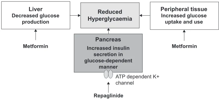 Figure 2 Complementary mode of actions of repaglinide and metformin. raskin P. Oral combination therapy: repaglinide plus metformin for treatment of type 2 diabetes
