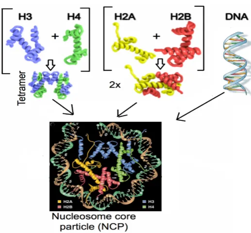 Figure 1-2: Nucleosome core particle schematic diagram: half ribbon traces (73 bp) of the 146-bp DNA phosphodiester backbones (brown and turquoise) and eight histone protein main chains (blue: H3; green: H4; yellow: H2A; red: H2B