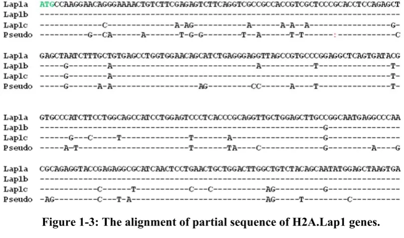 Figure 1-3: The alignment of partial sequence of H2A.Lap1 genes.  
