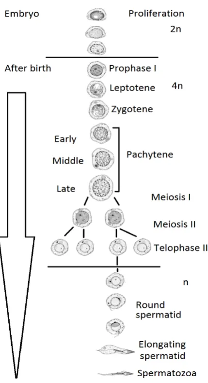 Figure 1-4: Stages of spermatogenesis in mammals. Adapted from Clermont (1972) 