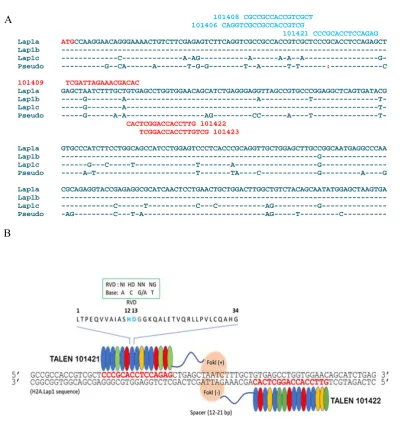 Figure 3- 4: TALENs design are specific to target H2A.Lap1 genes. A) The acids) of the RVD in TAL effector repeats