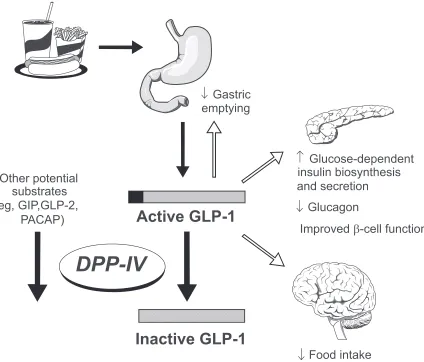 Figure 1 The role of glucagon-like peptide (GLP-1) in glucose homeostasis. reprinted with permission from weber A