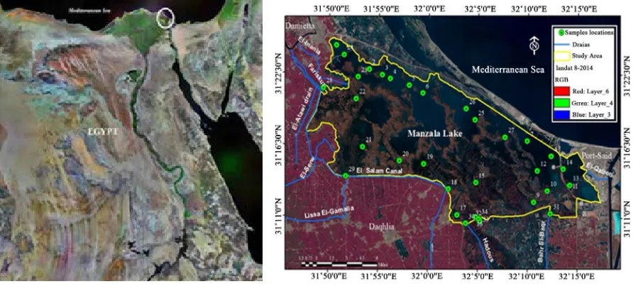 Figure 1. Location map of Manzala Lake and sampling locations.                                                