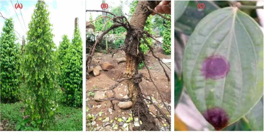 Figure 1. Symptoms of Phytopthora capsici infection on black pepper: (A) A wilting pepper vine result in collar rot; (B) collar infection; (C) leaf infection