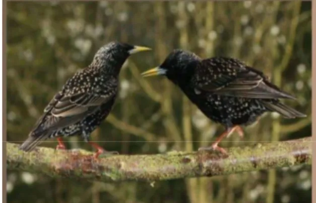 Figure  1:  Male  and  female  of  starling  bird  (Sturnus  vulgaris).  