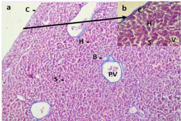 Figure 3 Histological section of starling liver in (a) 10 x  (b) 40x, shows a thin layer of connective tissue capsule  (c),  hepatocytes  (H),  sinusoid  space  (S),  portal  hepatic  vein (PV)