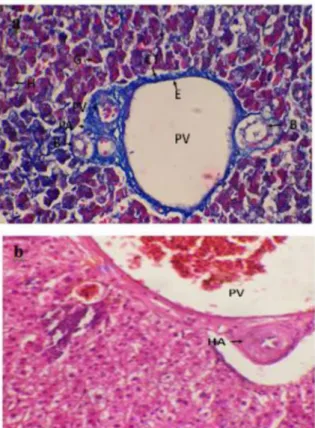 Figure 4: Histological section of starling liver shows:   A. A thicker layer of the capsule (c) in the rim of liver 
