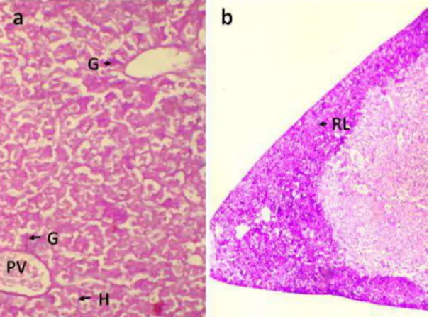 Figure 8: Histological section of starling liver shows the  position  of  glycogen  granules  (G):  in  (a)  close  to  the  central  vein  (CV)  and  (b)  in  the  rim  of  liver  lobules  (RL), hepatocytes (H)