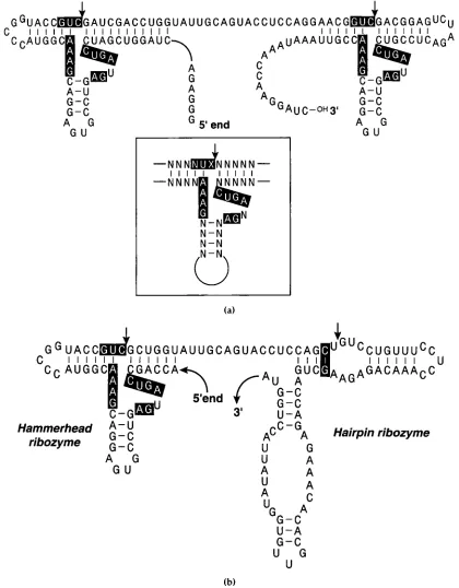 Figure 1. a, Sequence and designed secondary structure of a double cis-acting cleavage sites are marked with arrows, with cleavage releasing a 36 nucleotide RNA which constitutes part of the stem-loop four of human U2 snRNA