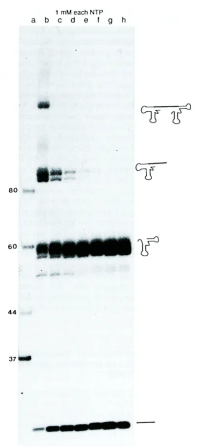 Figure 2. The effect of Mg 2. concentration on the efficiency of cleavage of the double hammerhead ribozyme 