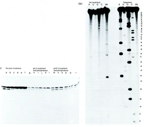 Figure 3. a, Characterisation of the termini of the RNA produced by a double hammerhead ribozyme construct