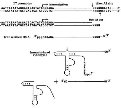 Figure 5(a) (caption opposite) 