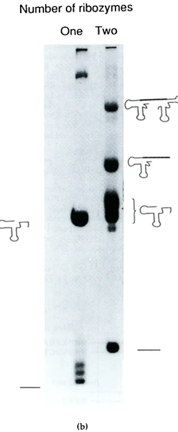 Figure 5. a, A strategy for producing RNA of any sequence by run-off transcription. A and the restriction enzyme different length plasmid template to generate the run-off transcription hammerhead ribozyme generates the 5' end of tile RNA, utilizing a 5' ha