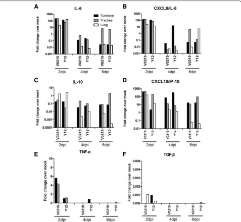 Fig. 5 Inoculation of ferrets with influenza B viruses causes inflammation in tissues of the respiratory tract