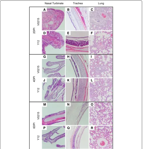 Fig. 8 Influenza B virus inoculation caused pathology in the nasal turbinates, trachea and lungs of ferrets