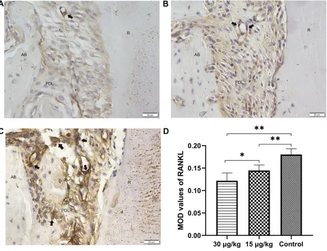 Figure 9 Expression of RANKL in the compression side of distopalatal root of maxillary molar.Abbreviations:optical values of RANKL