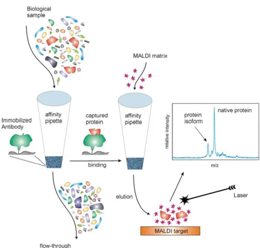 Fig. 1. Mass Spectrometric Immunoassay 