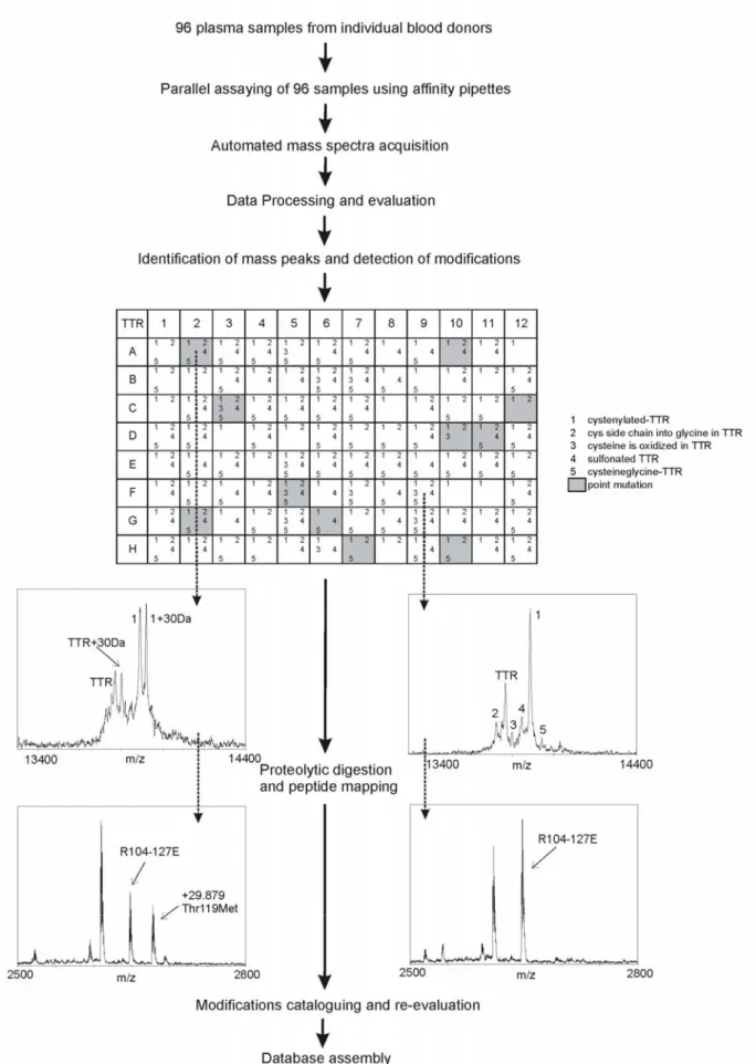 Fig. 2. An outline of the high-throughput mass spectrometric immunoassay using transthyretin (TTR) as an example 